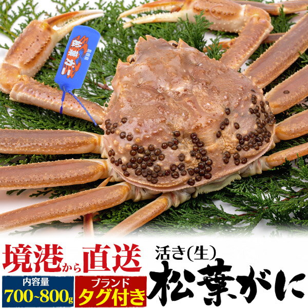 送料無料 活き松葉ガニ 1杯あたり700g～800g 生松葉ガニ1杯～2杯産地直送 活蟹 ズワイガニ マツバガニ ..