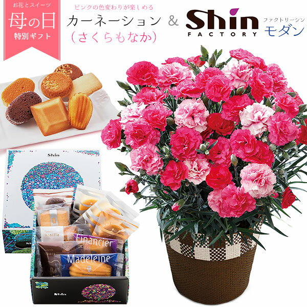 【送料無料】カーネーション(さくらもなか) ＆神戸「ファクトリーシン」モダン 焼菓子詰合せ お花の鉢植えとスイーツのセット 父の日ギフト プレゼント 人気 おやつ お菓子 デザート 贈り物 shin フラワー スフレ マドレーヌ フィナンシェ ガレット サブレ カード付きのサムネイル