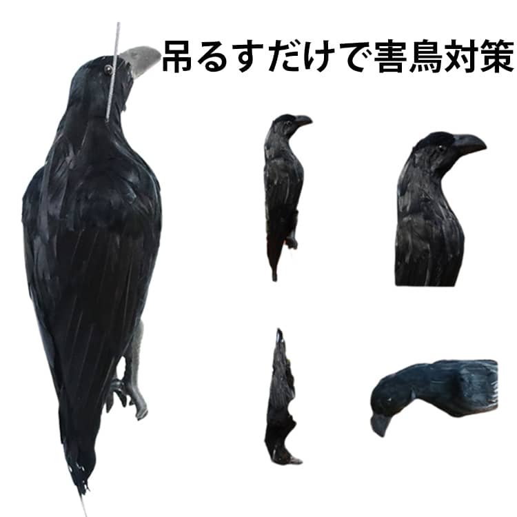 【吊り下げ簡単特大ダミーカラス】全長43cm(43×16×16cm) 上下に吊り下げ紐付きで、お困りの場所に吊り下げるだけ。カラス撃退に畑、庭、屋上、ベランダ等、ごみネットやボックス、ゴミ箱等にも簡単に設置していただけます。※この商品はカラスのダミー（模型）です。本物ではありません。【効果的な設置方法】設置する際はできるだけ対象のカラスが出没するときが効果的です。カラスに対して当商品をもって近づいていくとカラスは近寄りにくくなります。【長期間の使用について】長期間の使用で一部変色しますが、使用には問題はありません。鳥よけネットなどと合わせてもご使用いただけます。【ハロウィーンの装飾】この本物そっくりリアルダミーカラスは、ハロウィーンの仮装やお家の装飾にぴったりです。周りと差が付くこと間違いなしでしょう。 サイズ 43×16×16cm サイズについての説明 サイズ：43*16*16cm,250g※画像の商品は光の照射や角度により、実物と色味が異なる場合がございます。また表示のサイズ感と実物は若干異なる場合もございますので、予めご了承ください。※サイズ感につきましては体型により異なりますので、予めご了承ください。※サイズ詳細等の測り方はスタッフ間で統一、徹底はしておりますが、実寸は商品によって若干の誤差がある場合がございますので、予めご了承ください。※通常のサイズ基準ではなく、身長と体重を参考にお選びください。 素材 そのほか 色 写真色 備考 ●サイズ詳細等の測り方はスタッフ間で統一、徹底はしておりますが、実寸は商品によって若干の誤差(1cm～3cm )がある場合がございますので、予めご了承ください。 ●製造ロットにより、細部形状の違いや、同色でも色味に多少の誤差が生じます。 ●パッケージは改良のため予告なく仕様を変更する場合があります。 ▼商品の色は、撮影時の光や、お客様のモニターの色具合などにより、実際の商品と異なる場合がございます。あらかじめ、ご了承ください。 ▼生地の特性上、やや匂いが強く感じられるものもございます。数日のご使用や陰干しなどで気になる匂いはほとんど感じられなくなります。 ▼同じ商品でも生産時期により形やサイズ、カラーに多少の誤差が生じる場合もございます。 ▼他店舗でも在庫を共有して販売をしている為、受注後欠品となる場合もございます。予め、ご了承お願い申し上げます。 ▼出荷前に全て検品を行っておりますが、万が一商品に不具合があった場合は、お問い合わせフォームまたはメールよりご連絡頂けます様お願い申し上げます。速やかに対応致しますのでご安心ください。