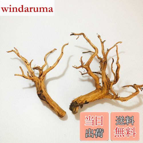 【送料無料】Goldlife 流木 中 Mサイズ 2本セット スマトラウッド インドネシア産 枝流木 アクアリウム テラリウム 水草水槽レイアウト 生け花 スケ...