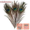 【ノーブランド品】羽根 目玉羽 装飾用の羽根 孔雀の羽 23-33cm 10本