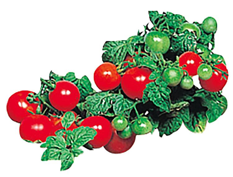 育てるやさい トマト