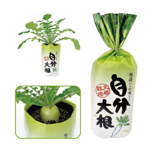 自分大根 自分大根