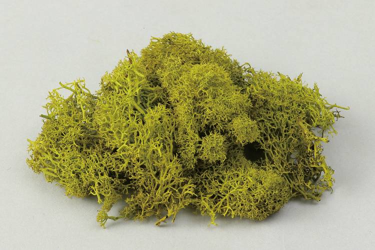 アイスランドモススプリンググリーン