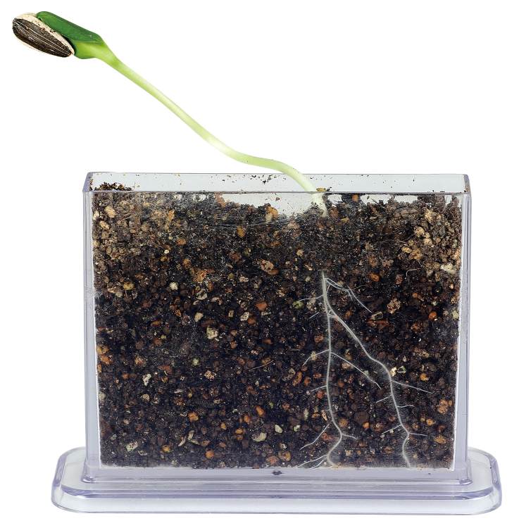 身の回りの生物（植物）A