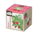 エコ栽培キット Re:Green ワイルドストロベリー