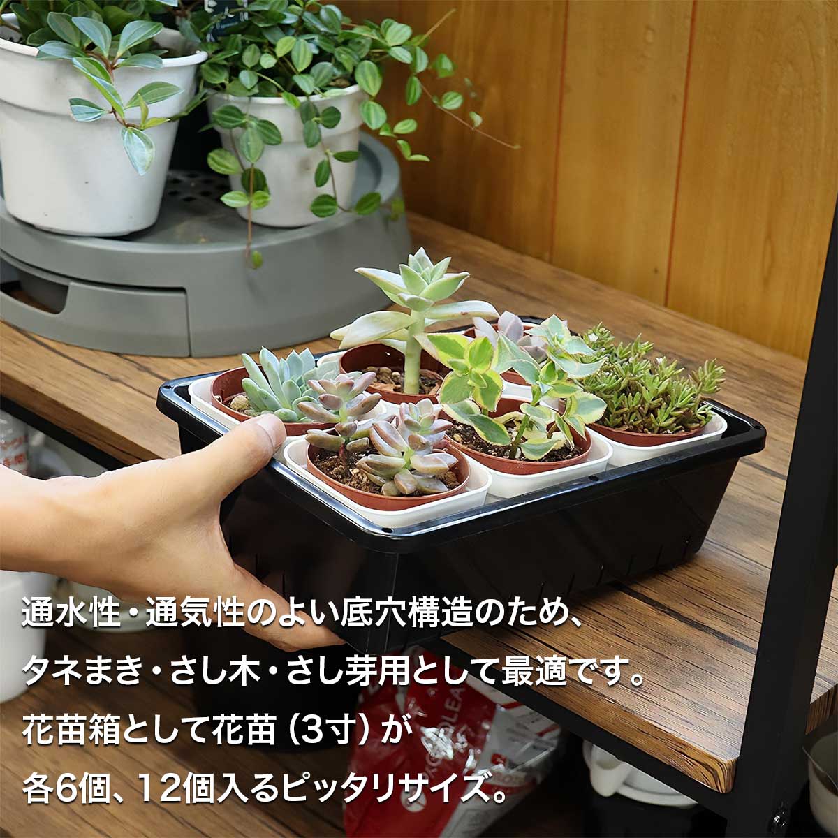 育苗コンテナー 6型 12型 24型 ブラック アップルウェアー 育苗資材 ガーデニング用品