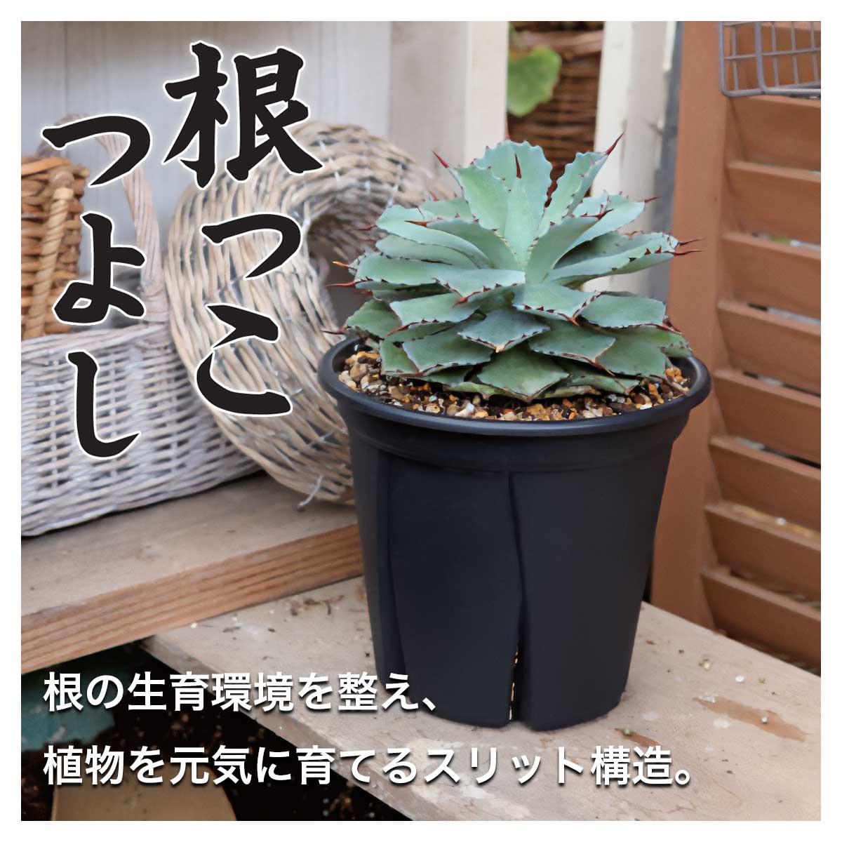 ����å�ȭ ���ä��Ĥ褷 3���5���� �֥�å� ���åץ륦������ ����åȥǥ�����ȭ �����ǥ˥� ��� �ץ�ȭ ¿����ʪ ������ ������ʪ �̵� �ӿ� ���ȭ