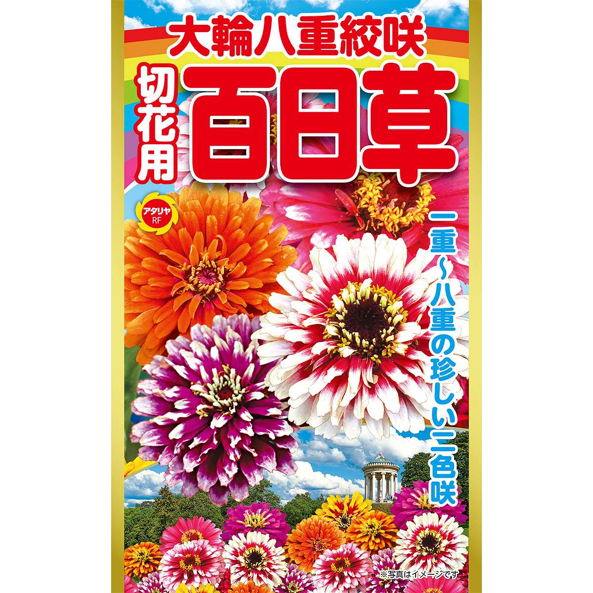 大輪八重絞咲 切花用百日草 アタリヤ農園 百日草 種 ジニア 種 花 種 百日草の種 花の種 花種 Mのサムネイル