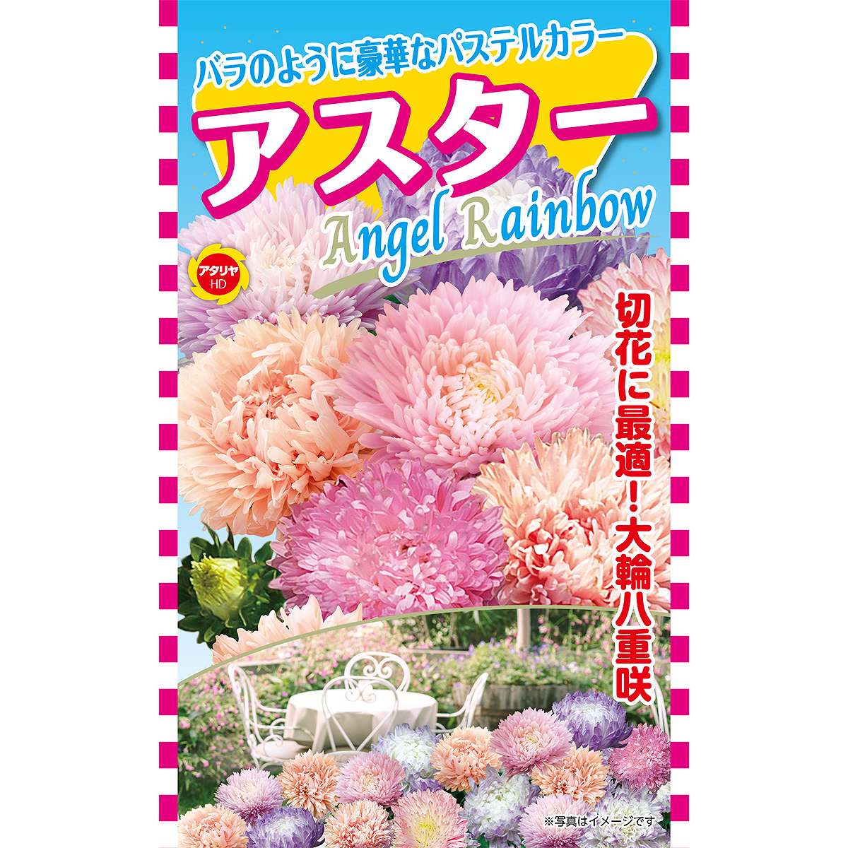 乐天商城 - バラのように豪華なパステルカラー アスター Angel Rainbow アタリヤ農園 アスター 種 アスター 種子 花 種 花の種 花種 M