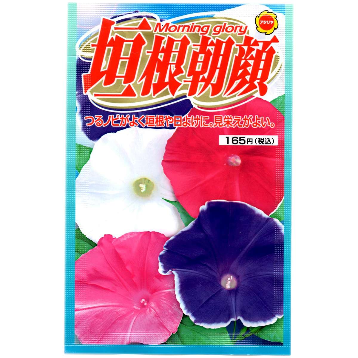 Morning Glory - 垣根朝顔 アタリヤ農園 朝顔 種 アサガオ 種 朝顔の種 朝顔 種子 花の種 花種 M