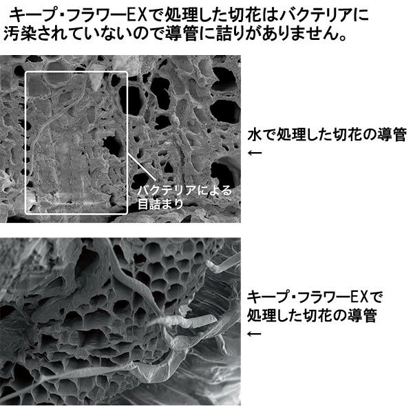 �����ץե� EX 20L �ٺ餭�� (�ϡ����ƴ�) �ե����� �ڲֱ�̿�� �Х��� �ڤ�� ��̿�� �� �� �Х� ���ϱ�̿�� �ڲ� ���Ϻ� �����ݻ� ������� ��̳��