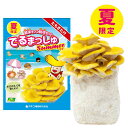 菌床キノコ 栽培セット 夏 でるまっしゅ たもぎたけ カネコ種苗 夏限定 タモギタケ 栽培キット 室内 きのこ 屋内 たもぎ茸 キノコ