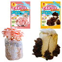 菌床キノコ 栽培セット 夏 でるまっしゅ ときいろひらたけ あらげきくらげ セット カネコ種苗 夏限定 トキイロヒラタケ キクラゲ 栽培キット 室内 屋内