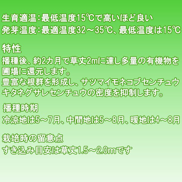 ソルガム スダックス緑肥用 1kg カネコ種苗 緑肥種 緑肥 種 緑肥 種子 タカキビ 種...
