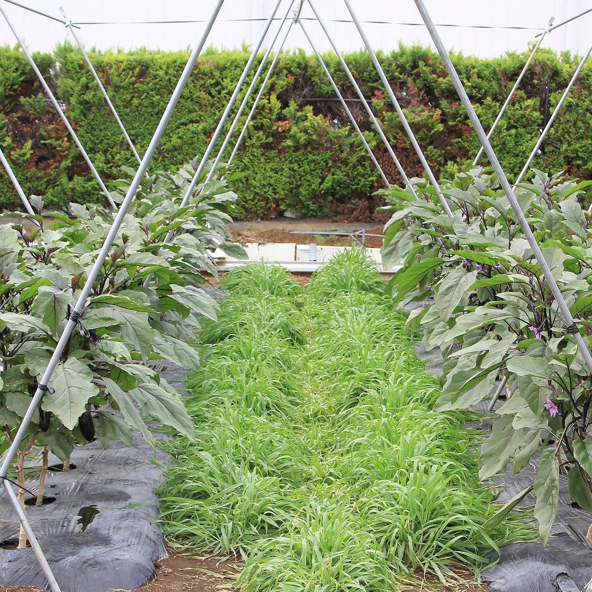 オオムギ てまいらずE 5kg (1kg×5袋) カネコ種苗 リビングマルチ 雑草抑制 大麦 種...
