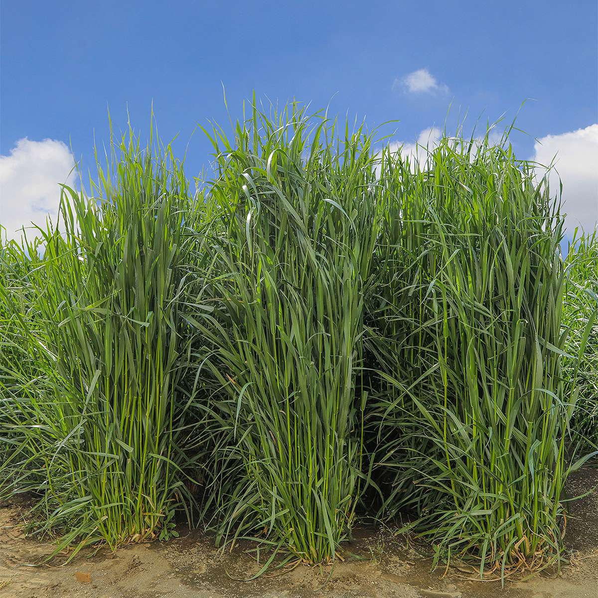 イタリアンライグラス いなずまGT 5kg(1kg×5袋) カネコ種苗 牧草 種子 牧草 種 緑...