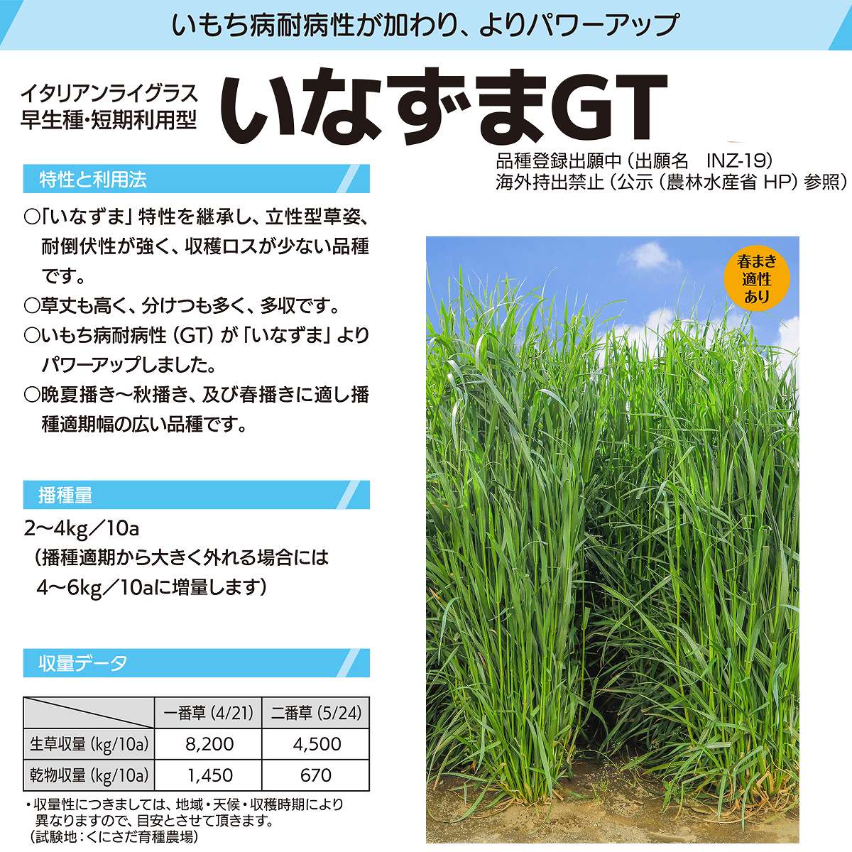 �����ꥢ��饤���饹 ���ʤ���GT 1kg ���ͥ����� ���� ��� ���� �� ���� ��� ���� ��̳�� ��� ���� �� ���� �� ���� ��� ����μ� ����μ�