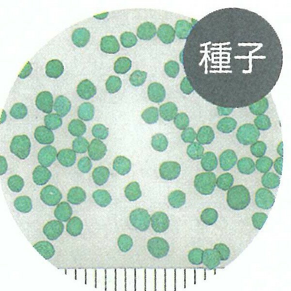 �����ɥ��С� ��������ɥ� 1kg ���ͥ����� �ʴ��Ѽ�� ��������ɥ� �� �ǥ�����ɥ� �� ��������ɥ� �� �ʴ��� �����ɥ��С� ��� �����ɥ��С� ��