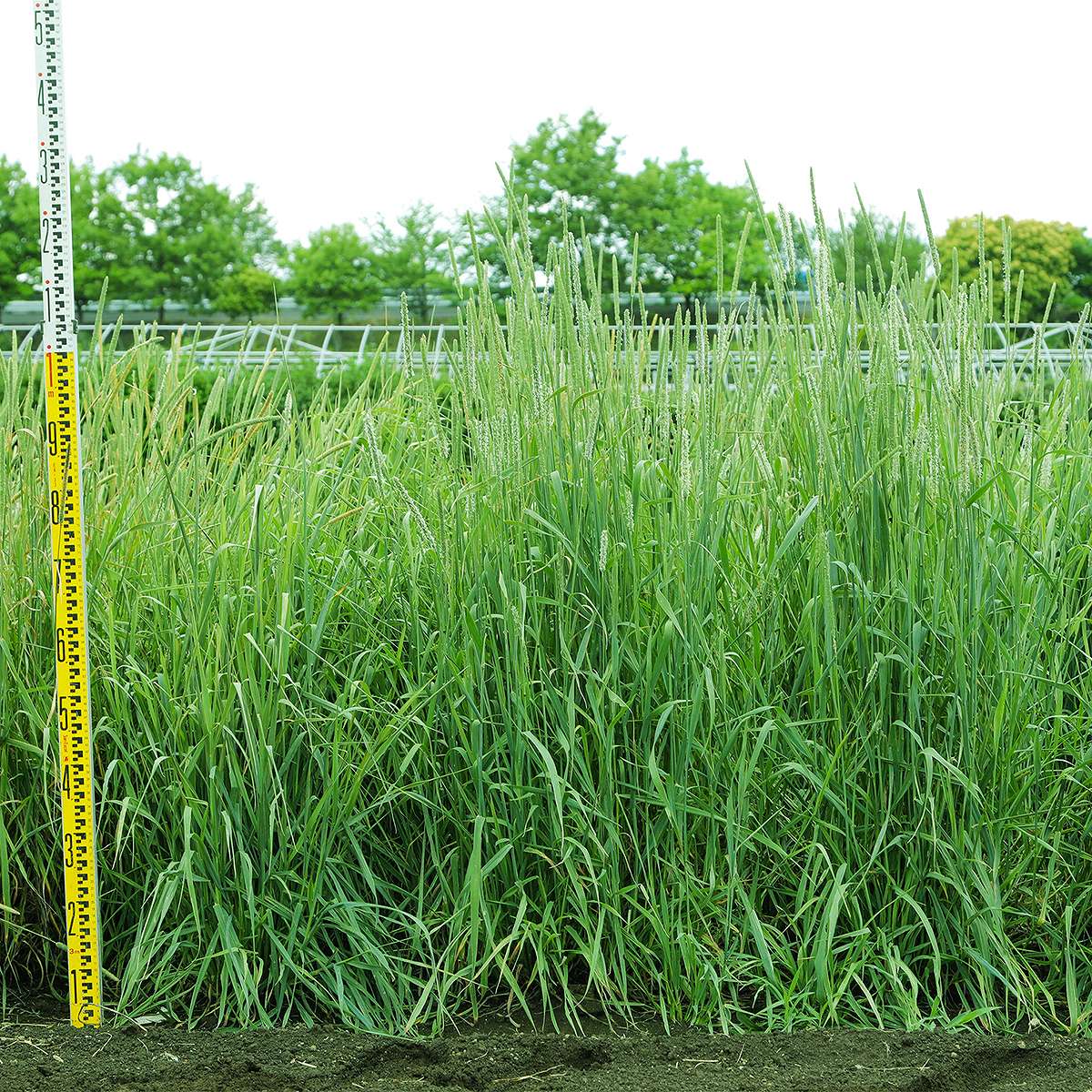 チモシー クライマックス 5kg (1kg×5袋) カネコ種苗 牧草 種 牧草 種子 牧草の種 ...