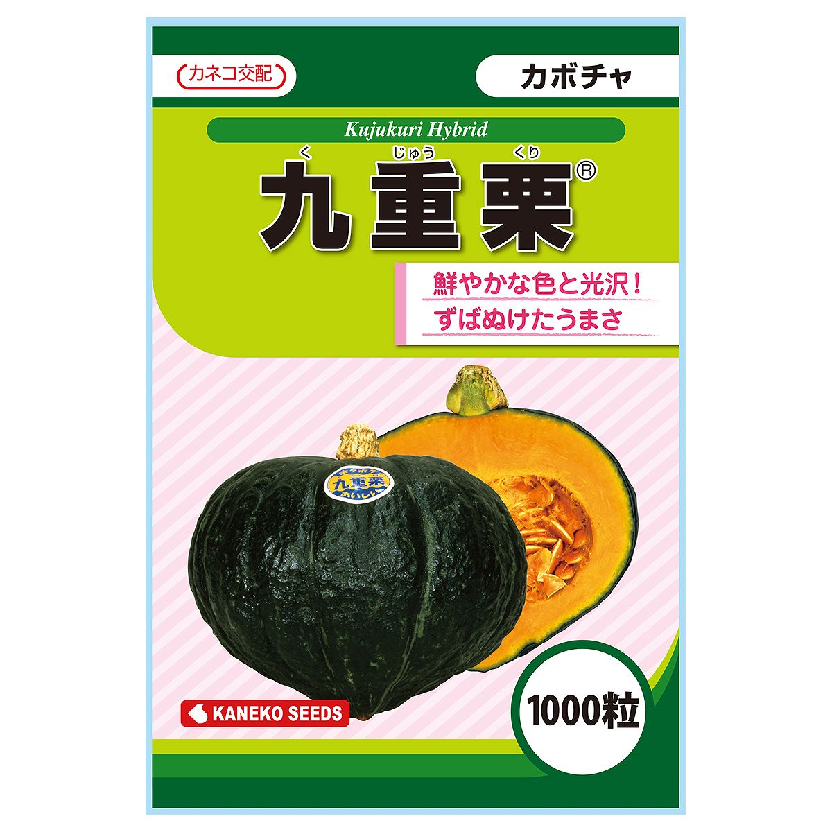 乐天商城 - 大容量 営利種 カボチャ 九重栗 1000粒 カネコ交配 カネコ種子 野菜種子 カボチャ種子 野菜種 種子 野菜の種 野菜 種 野菜 種子 カボチャ 種 カボチャ 種子