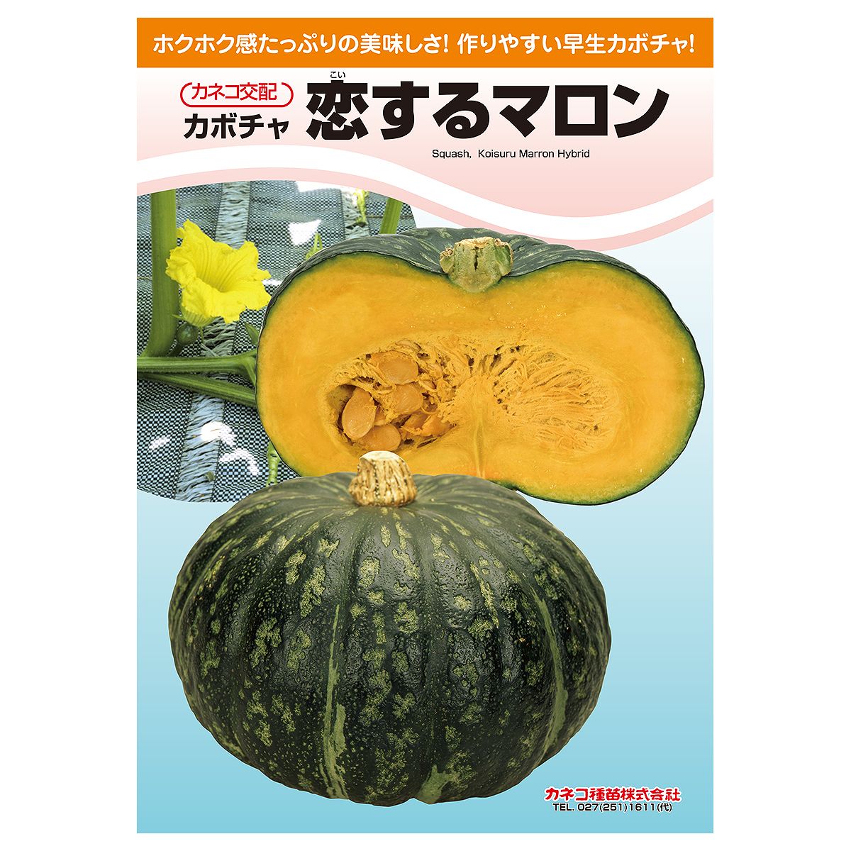 【楽天スーパーSALE対象 10％OFF】大容量 営利種 カボチャ 恋するマロン 100粒 カネコ交配 カネコ種苗 野菜種子 カボチャ種子 野菜種 種子 野菜 種 野菜 種子 野菜の種 カボチャ 種 カボチャ 種子