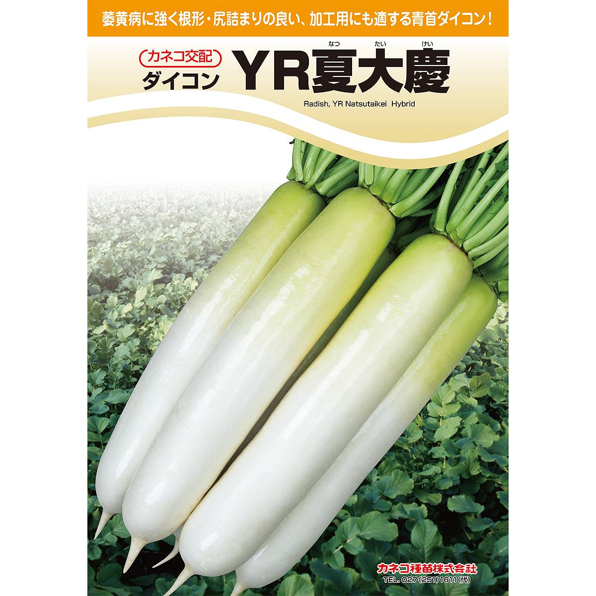 ※こちらは種子になります※メーカーより直送品となります。メーカー発注の際に欠品、今季終了の場合、出荷の遅れまたご注文の方をキャンセルさせていただく場合がございます。日時指定はご対応出来かねますのでご了承お願い致します。当店から出荷される商品と一緒に購入された場合別途送料が発生致しますご了承ください。ご注意：必ず播種時期を確認して頂きご購入をお願い致します。ご利用になる地域の気温をご確認の上、ご購入お願い致します。萎黄病に強く根形・尻詰まりの良い春〜夏用品種！根形は尻詰まりの良い総太り型となり、曲がりは少なく、適作型で根長35cm程度となります。首部はやや淡い鮮緑色、肌はなめらかで、ひげ根は細く、す入りは遅いです。晩抽性で、草姿は立性、草勢はおとなしいです。萎黄病に特に強く、裂根等の障害は少ないです。作型は、冷涼地の5月後半〜6月まきマルチ栽培、中間地・暖地の3月後半まきトンネル栽培、4月上中旬まきマルチ栽培等に適しています。栽培要点排水の改善作土が深く、排水の良い畑が望ましく、サプソイラー等の利用が効果的です。根長が確保され、軟腐病等の予防にも効果があります。また、堆厩肥の施用や緑肥作物(ニューオーツ、スダックス等)の作付けなど有機物を施用することで土壌の物理性を改善することが大切です。生理障害対策春〜初夏まきは生理障害(赤芯症、黒芯症等の内部障害)の発生しやすい時期なので、極端な遅まきはせず、ホウ素等の微量要素やリン酸資材の施用を充分に行います。遅まきでは地温を下げるマルチを使用します。また、生理障害は収穫適期をすぎると発生しやすくなるため適期収穫を心がけます。施肥設計窒素肥料が多過ぎると、首部の傷みや軟腐病の発生の原因となるため、窒素はやや少なめに施用します。窒素施用量春〜初夏まき中間地の4月まきマルチ栽培：N4〜6kg/10a冷涼地の5月後半〜6月まきマルチ栽培：N4〜5kg/10a秋まき中間地の8月末〜9月上旬まき栽培：N6〜8kg/10a上記を目安に前作の残肥や土壌の肥沃度を考慮して施用します。リン酸、カリは10kg程度/10aを目安に施用します。微量要素(ホウ素等)の補給も充分に行います。病害虫の防除春、秋ともに病害虫の発生が多くなる時期ですので、予防主体の防除を行います。播種時に登録薬剤を土壌混和し、虫害を予防します。また、生育初期からの殺虫剤と殺菌剤の散布を行い、病害虫(アブラムシ、コナガ、キスジノミハムシ、軟腐病等)の防除を徹底します。検索ワード：カネコ種苗 種 カネコ種苗 種子 大容量 種 大容量 種子 営利種子 営利種 野菜 種 野菜 種子 野菜の種 野菜の種子 ダイコン 種子 大根 種 ダイコン 野菜 種子 大根の種 大根の種子