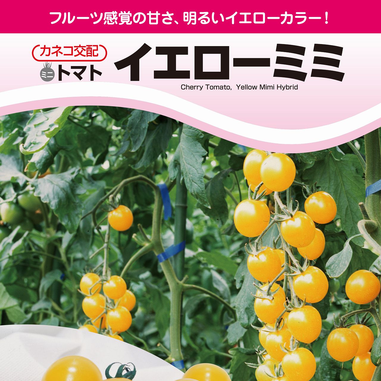 大容量 営利種 ミニトマト イエローミミ 100粒 カネコ交配 カネコ種苗 野菜種子 ミ...