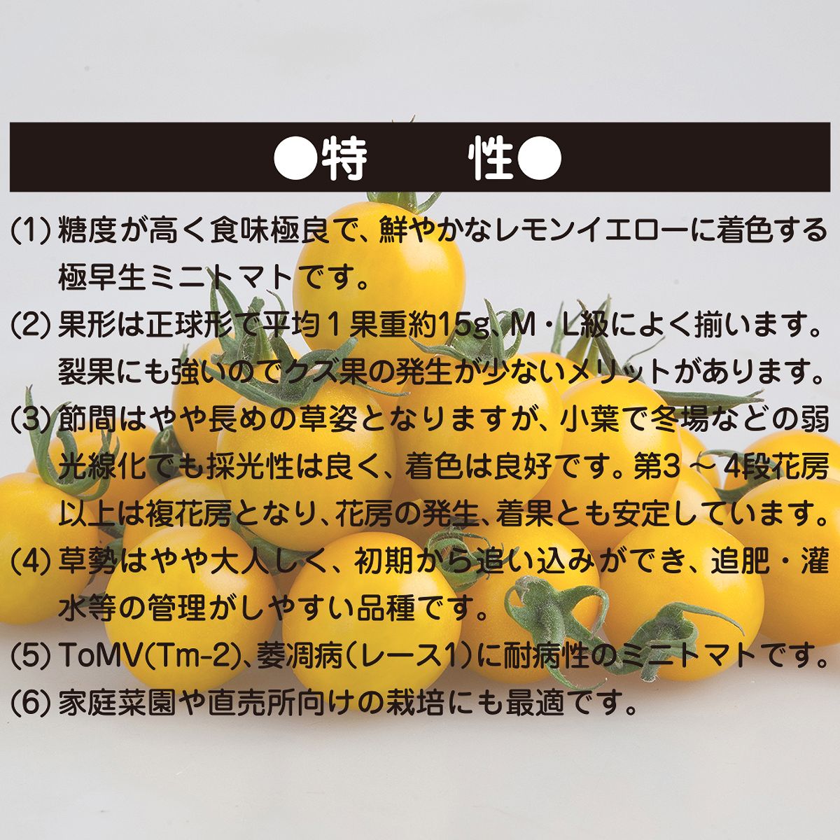 大容量 営利種 ミニトマト イエローミミ 100粒 カネコ交配 カネコ種苗 野菜種子 ミ...