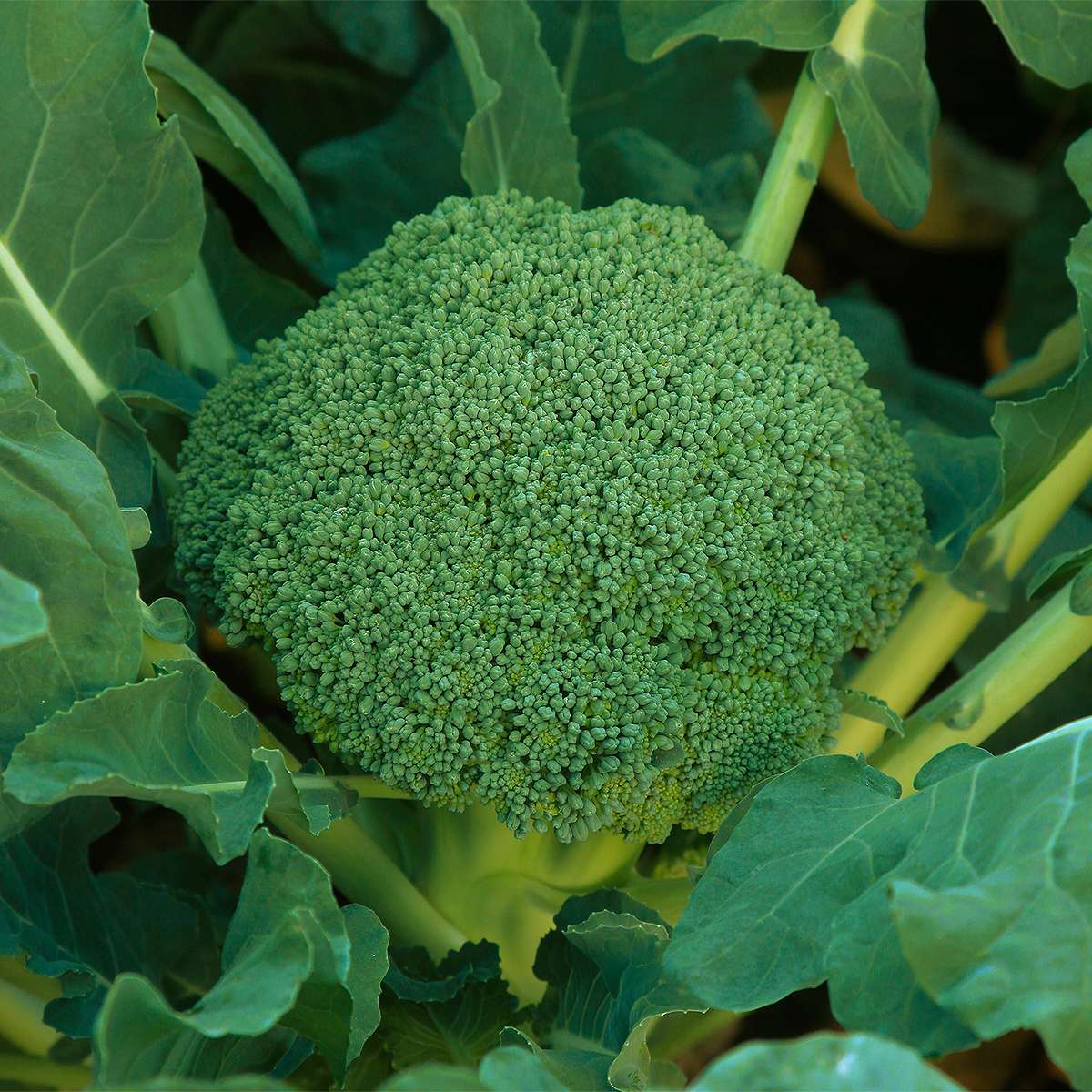 【楽天スーパーSALE対象 10％OFF】大容量 営利種 ブロッコリー スーパードーム 20ml カネコ種苗 種 ブロッコリー 種 野菜 種 ブロッコリー 種子 野菜の種 野菜種 ブロッコリー種 野菜種子