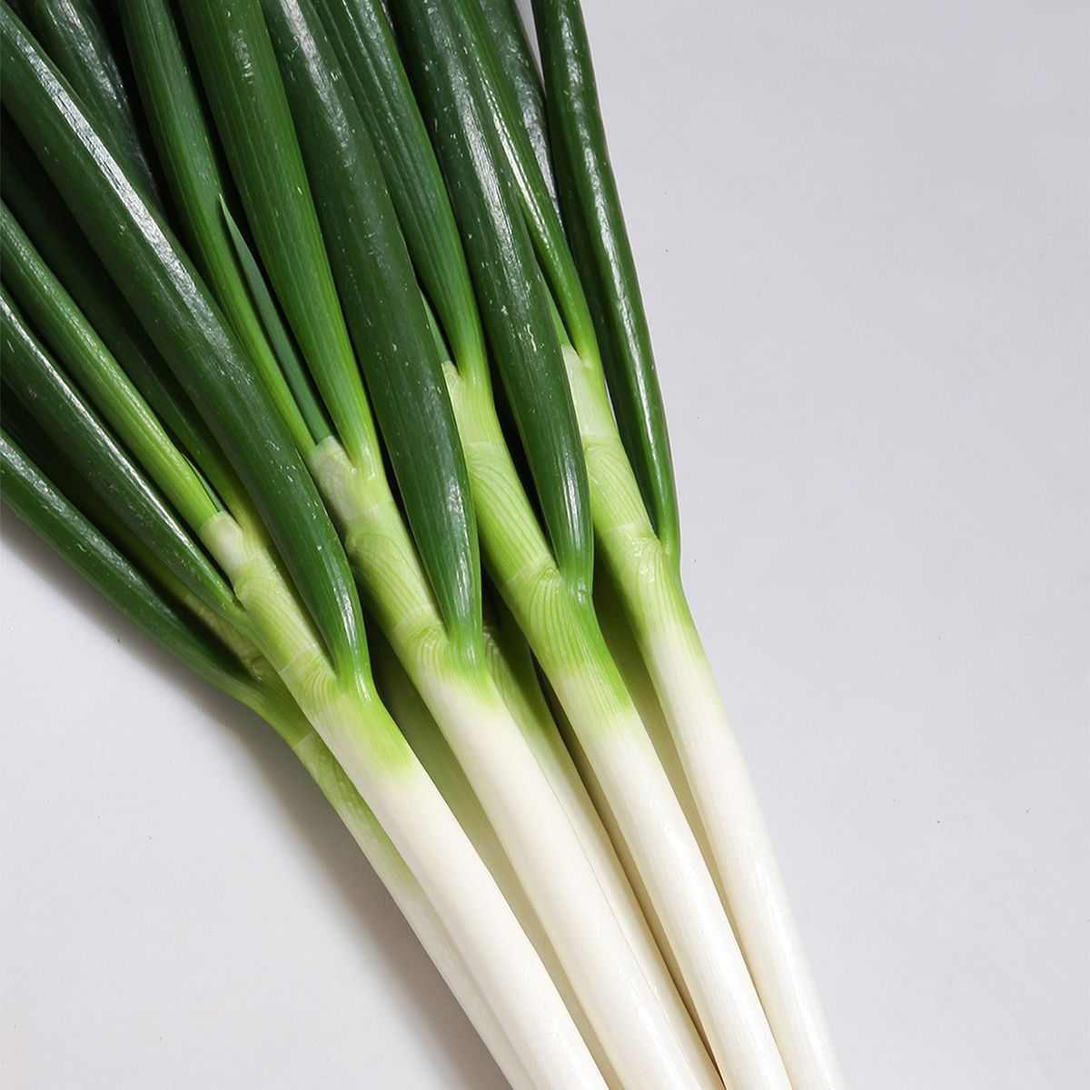 乐天商城 - 大容量 営利種 カネコ交配 源翆(げんすい) ねぎ 2dl カネコ種苗 野菜種子 野菜 種 野菜 種子 野菜の種 野菜 ネギ 種 野菜 ネギ 種子 葱 種 葱 種子