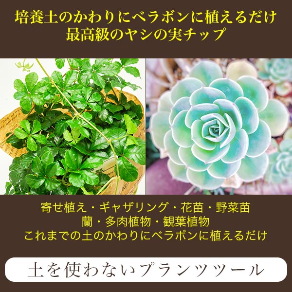 ベラボン・プレミアム 50L フジック 観葉植物 寄せ植え 多肉植物 寄せ植え ヤシの...