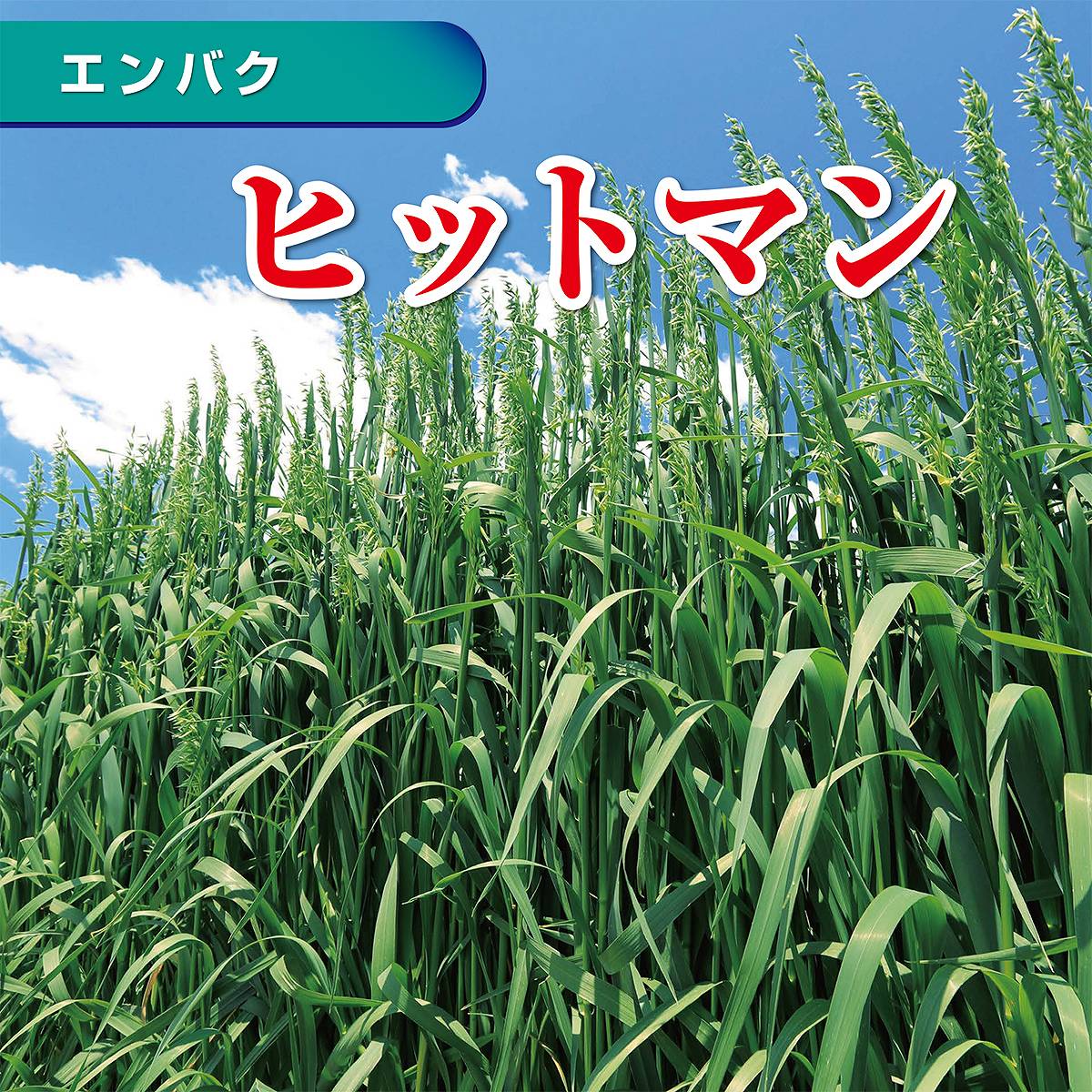 緑肥 エンバク ヒットマン 1kg カネコ種苗 緑肥 種 緑肥 種子 種 えん麦 種 エン麦...