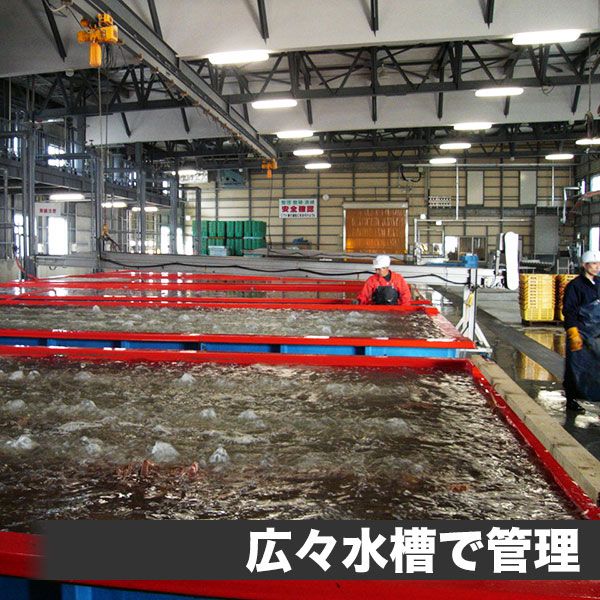 カニ ズワイガニ 生ずわいがに 棒肉ポーション 1kg 6Lサイズ 冷凍 蟹 ズワイガニ 脚 かに 北海道