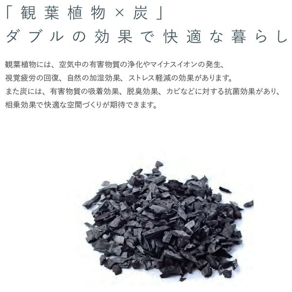 ワイズライフのハイドロカルチャー用木炭 0.5L 三浦園芸 観葉植物 水耕栽培 観葉植物 テラリウム 土 アクアリウム 土 ハイドロカルチャー 植替え 木炭 脱臭 除湿 グラス園芸｜アングル2