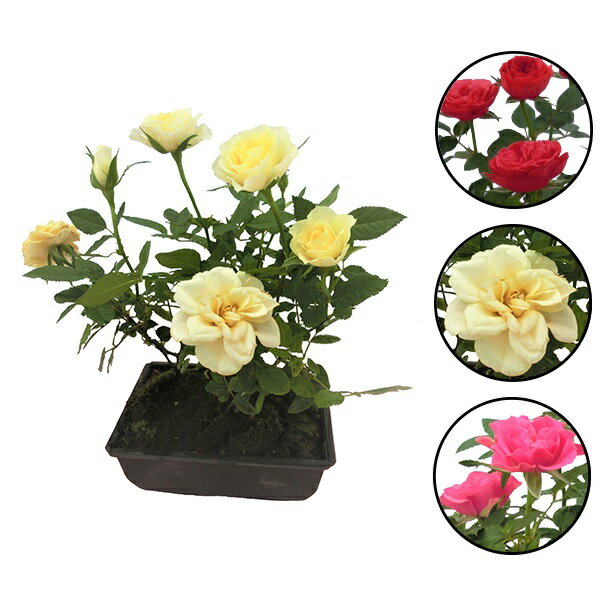 Rose - バラ苗 ミニバラ 盆栽仕立て ピンク系統のみ 中 6号盆栽プラ鉢 水谷農園 母の日 ギフト 母の日 花 苗 母の日 バラ 花苗 花の苗 薔薇 苗 バラの苗 ミニバラ苗