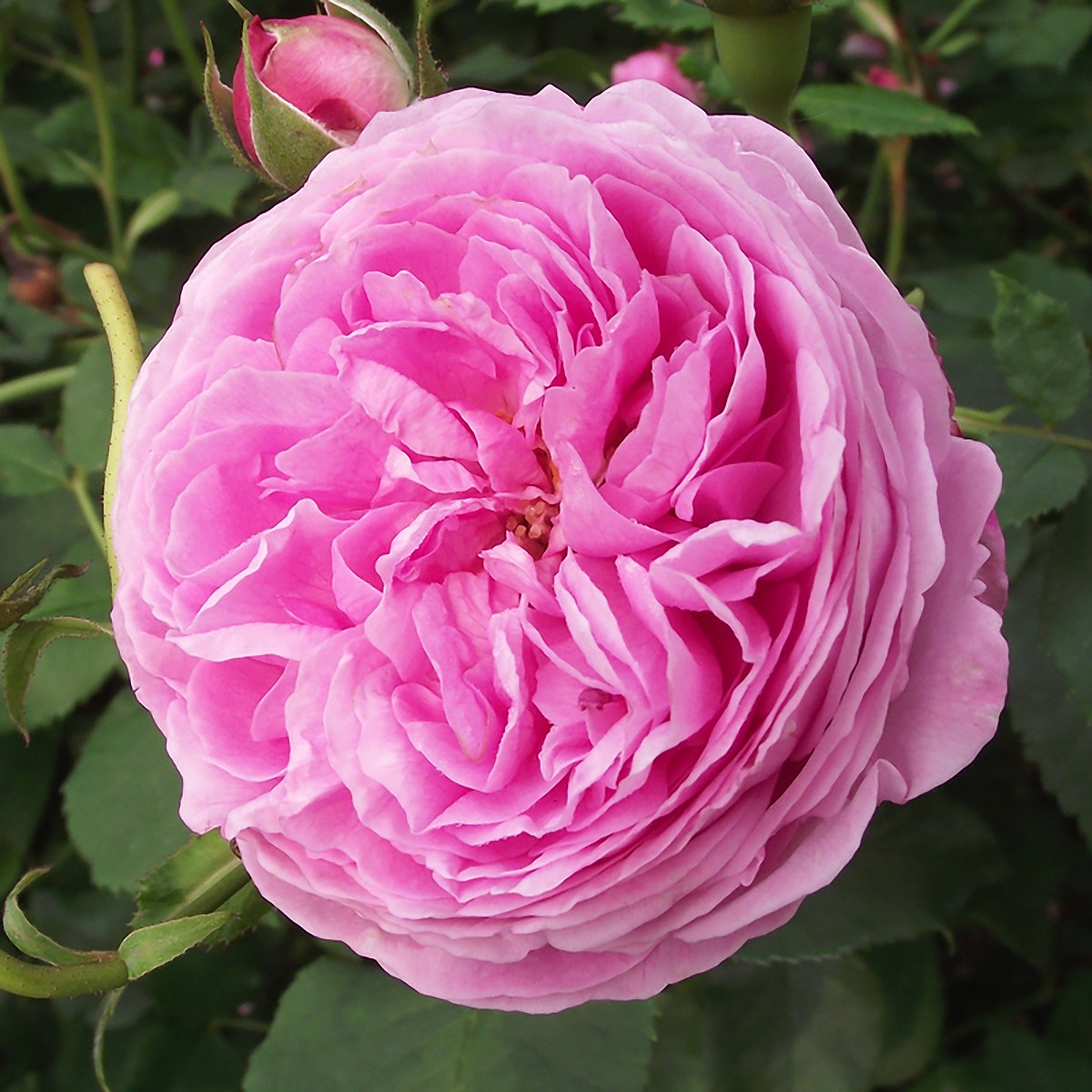 バラ苗 2年大苗 ルイーズオディエ 4号鉢 水谷農園 オールドローズ 花苗 バラ苗 花の苗 薔薇 苗 ばら 苗..