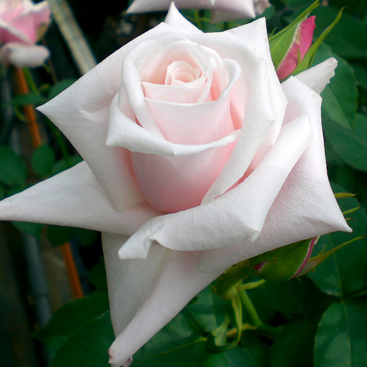 ※ご注文の前にお読みくださいメーカーより直送品となります。日時指定はご対応出来かねますのでご了承お願い致します。ほか当店在庫商品を購入された場合別途送料が発生致します。当店一定金額以上の購入で送料が無料となりますがこちらの商品は対象外となり...