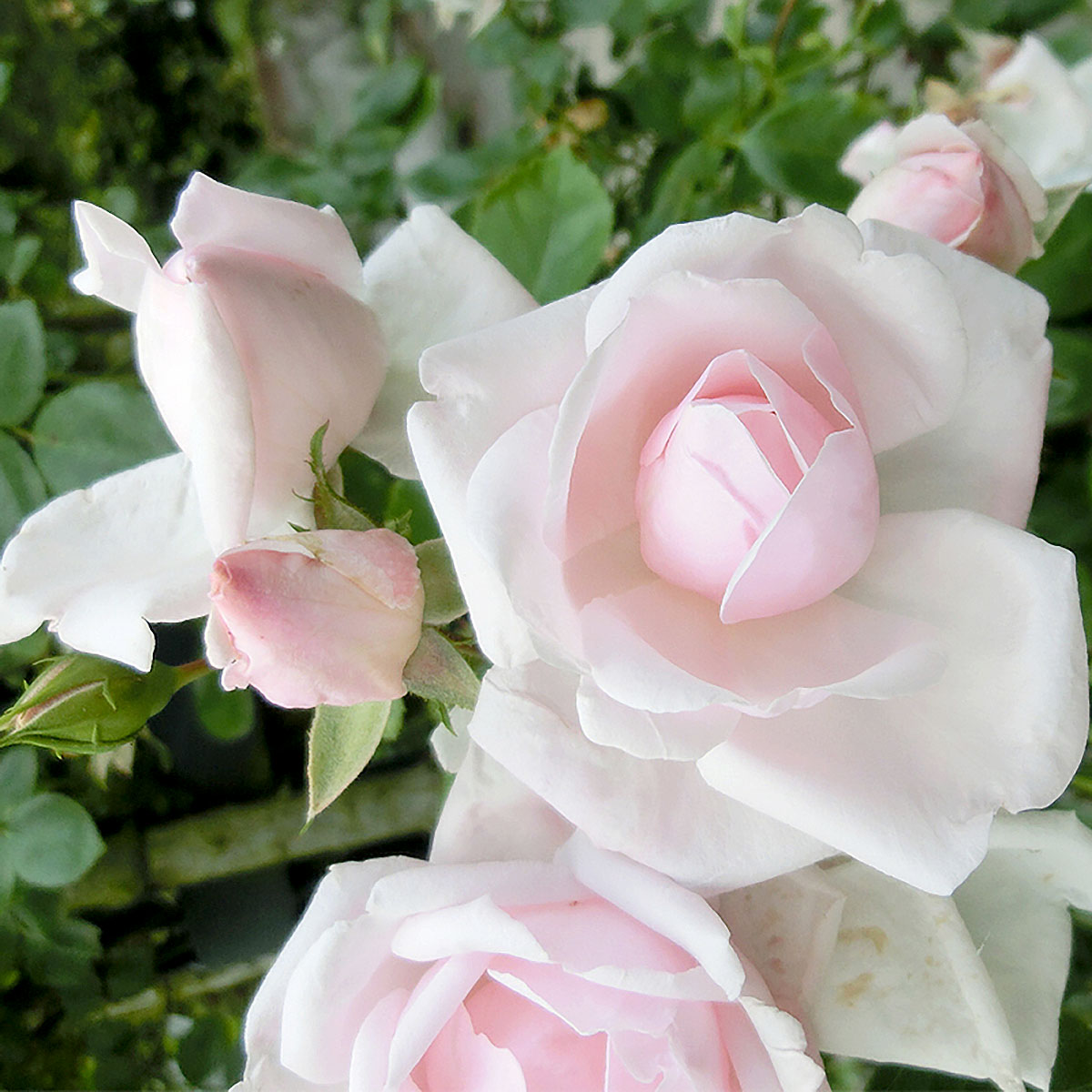 バラ苗2年大株苗ニュードーンつるバ...