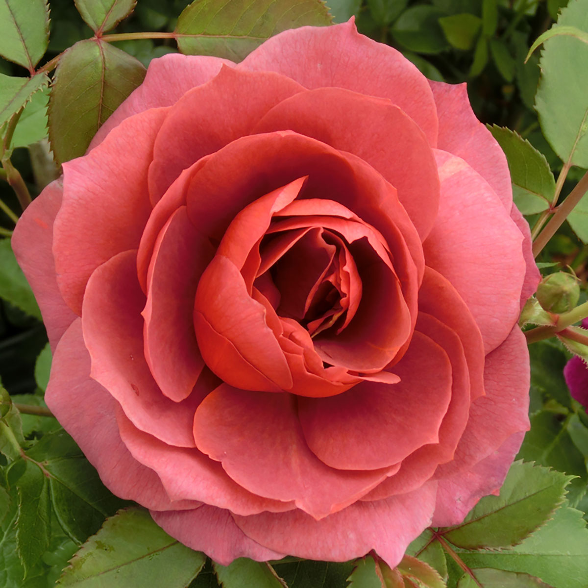 バラ苗 2年大株苗 ホットココア 中輪 アメリカンローズ 4号鉢 水谷農園 花苗 バラ苗 花の苗 薔薇 苗 ば..