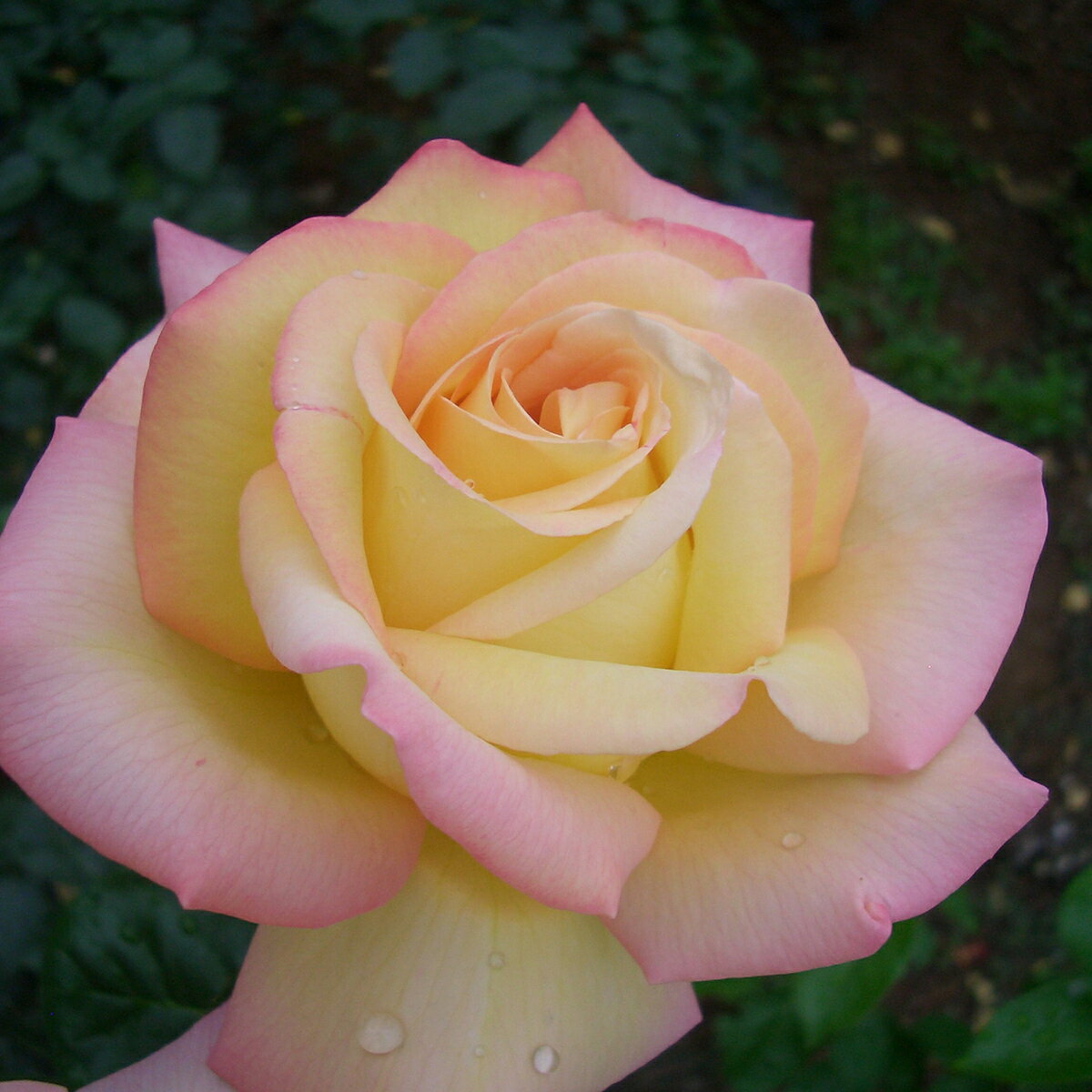 バラ苗 2年大株苗 ピース 水谷農園 Peace 大輪 4号鉢 花苗 バラ苗 花の苗 薔薇 苗 ばら 苗 花 苗 バラ ..