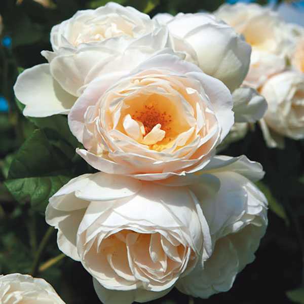 バラ苗 エウターセンクロスターローズ 2年大苗 4号鉢 水谷農園 四季咲き ガーデンローズ 花苗 バラ苗 ..