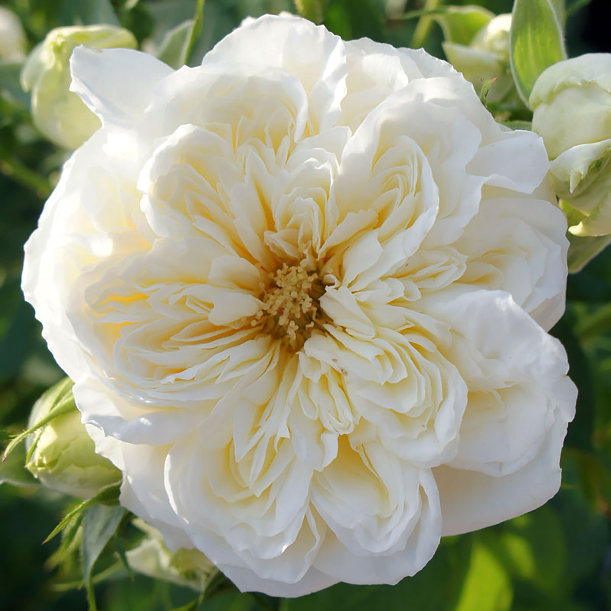 バラ苗 2年大株苗 クロンプリンセスメアリー 中輪 ノスタルジック 4号鉢 水谷農園 花苗 ばら 苗 花 苗 ..