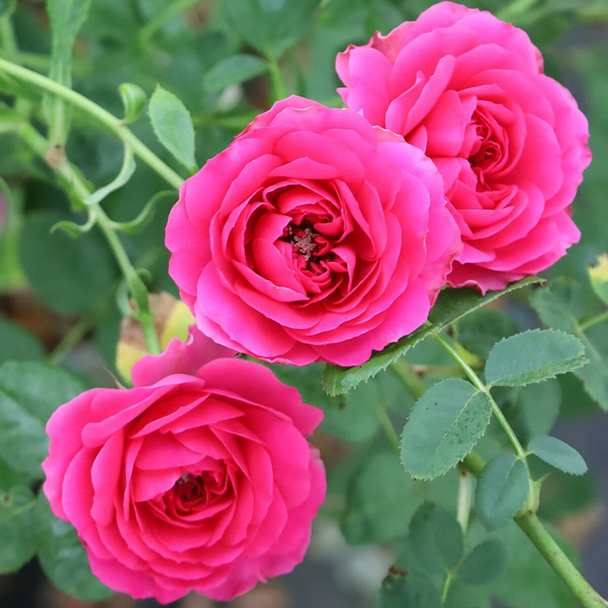 予約販売 10％OFFクーポン対象 バラ苗 2年大苗 ピータービールズ フリルカフス 4号鉢 水谷農園 Peter Beales クライミングローズ ばら 苗 つる性 バラ苗 薔薇 代金引換不可