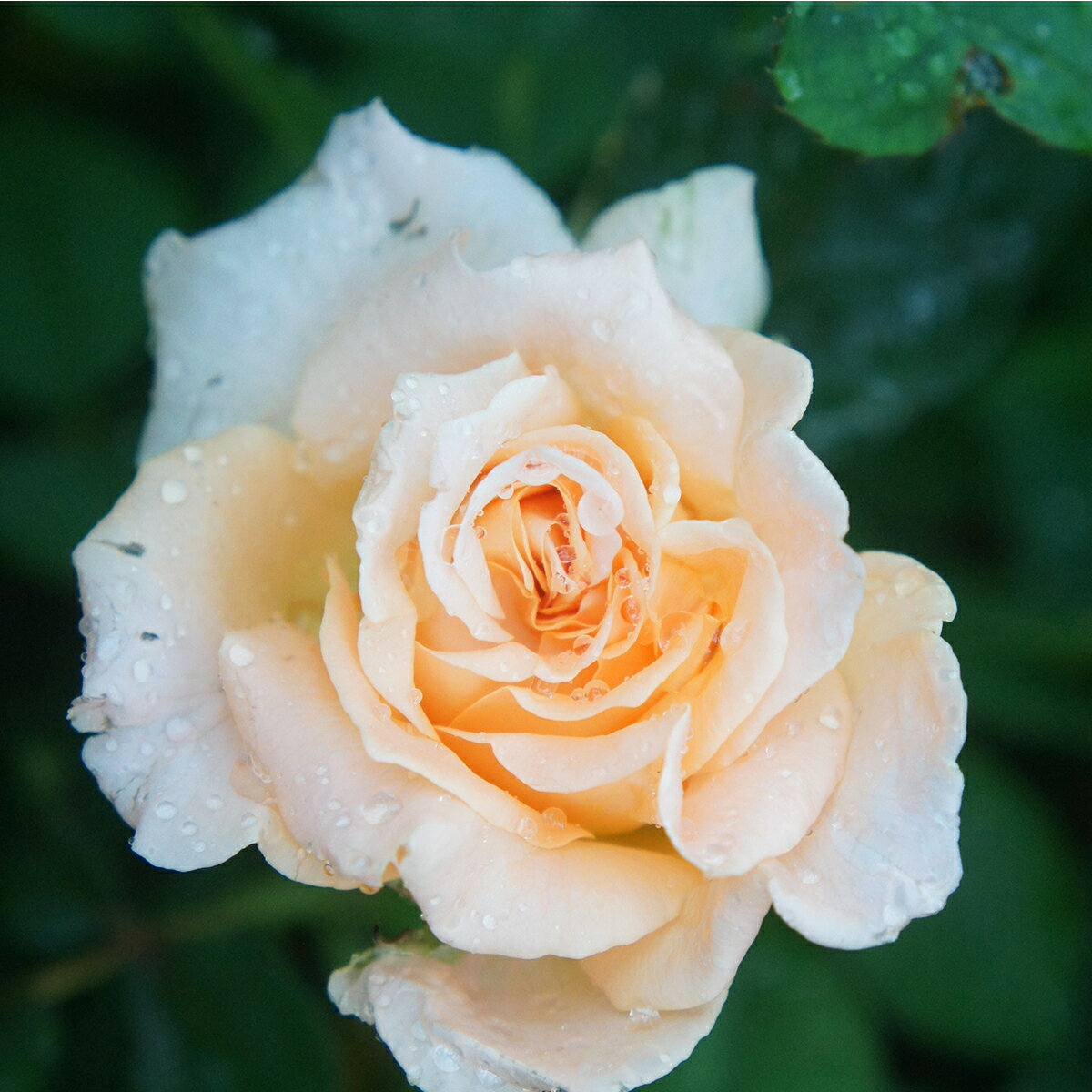 予約販売 10％OFFクーポン対象 バラ苗 2年大株苗 ステファニーダルセル 水谷農園 Stephanie d'Ursel レンズローズ LENS Roses 中輪 4号鉢 代金引換不可