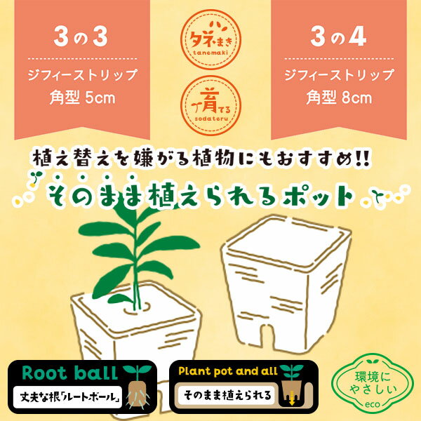 そのまま植えられる連結エコポット ジフィーストリップ 角型5cm 12個連結 5枚入 サ...