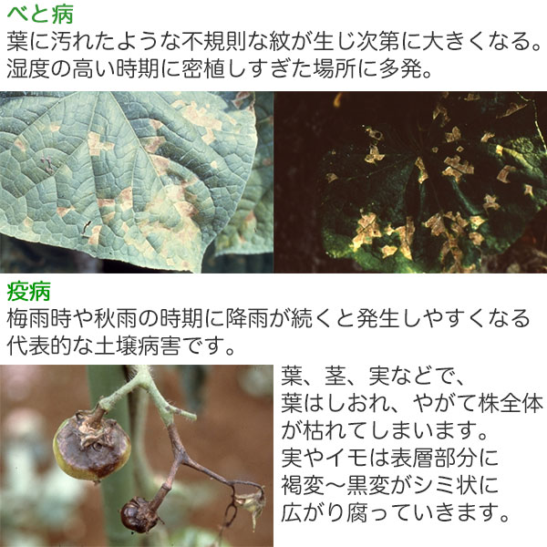 ���ݺ� ����ܥ�ɡ� 2g��10���� KINCHO��� ���ݺ� ���� ���ݺ� ��� ���ݺ� ��� �µ� ͽ�� ��� �µ� ���� ��� �µ� �ɽ� ��� ����� ͽ�� M6