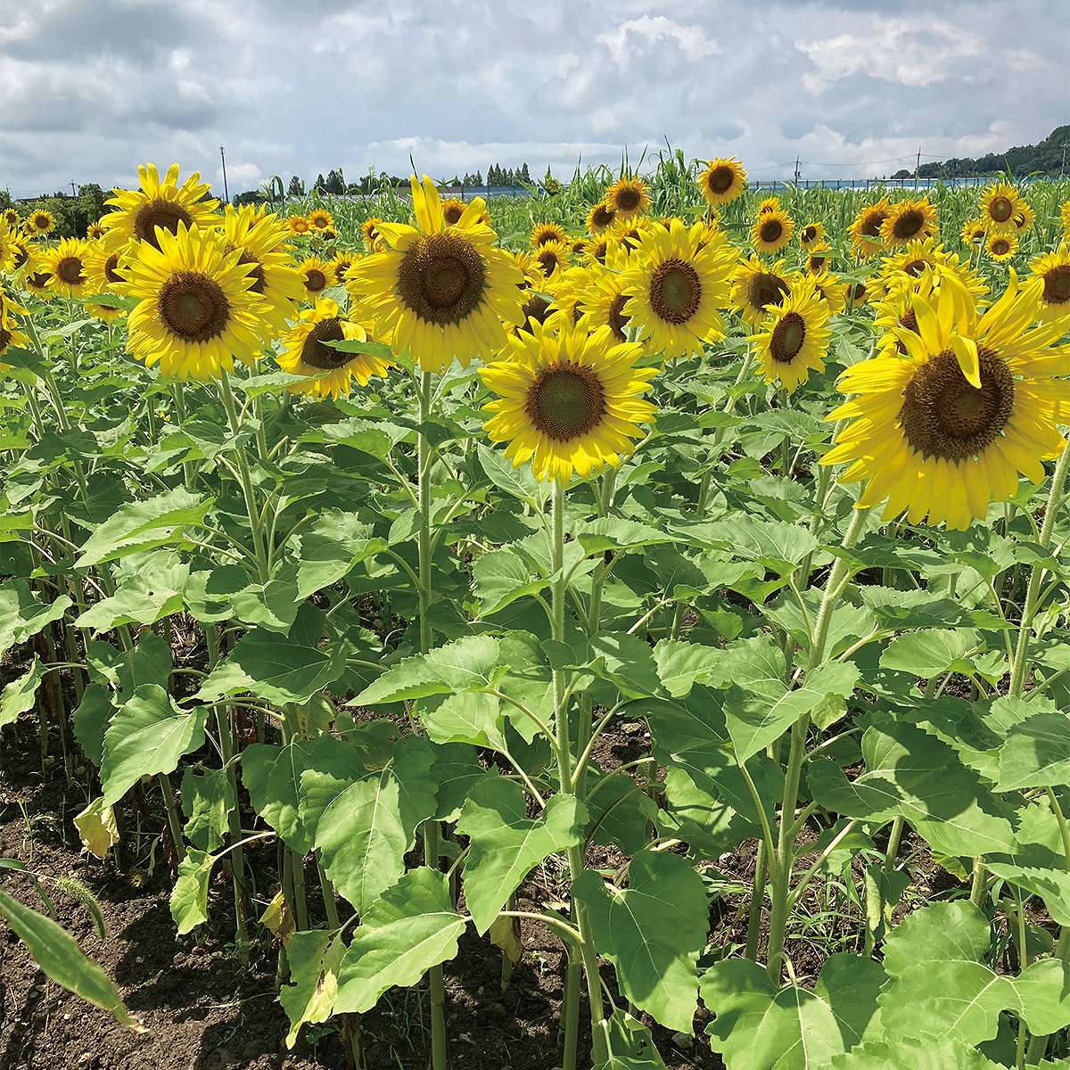 ���� ���ꥢ���ޥ��� 5kg (0.5kg��10��) ���������� �Ҥޤ�� �� �Ҥޤ�� ��� �ʴ������� �� �� �� �֤μ� �ʴ��� ��� ��̳�� ���� �� �ҥޥ��μ�