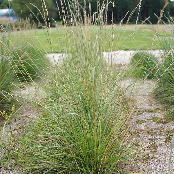 ペレニアルライグラス ヌイ 1kg タキイ種苗 芝種 芝 種 芝 種子 芝生 種 芝生 種子...