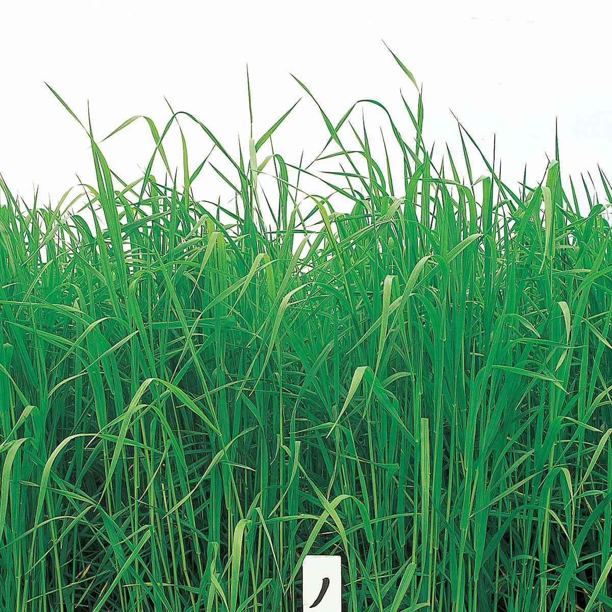 チモシー ノサップ 5kg(1kg×5袋) タキイ種苗 緑肥 種子 緑肥 種 早生 緑肥 種子 牧...